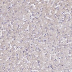 Invitrogen TMEM253 Polyclonal Antibody 100 &mu;L; Unconjugated:Antibodies,