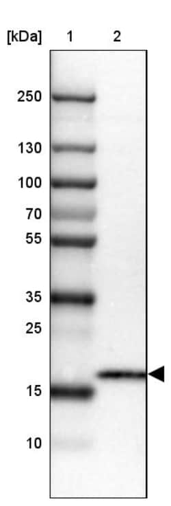 Invitrogen CMTM5 Polyclonal Antibody 100 &mu;L; Unconjugated:Antibodies,