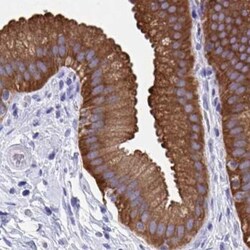 Invitrogen HGD Polyclonal Antibody 100 &mu;L; Unconjugated:Antibodies,