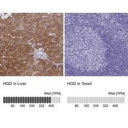 Invitrogen HGD Polyclonal Antibody 100 &mu;L; Unconjugated:Antibodies,