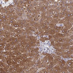 Invitrogen HGD Polyclonal Antibody 100 &mu;L; Unconjugated:Antibodies,