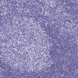 Invitrogen HGD Polyclonal Antibody 100 &mu;L; Unconjugated:Antibodies,