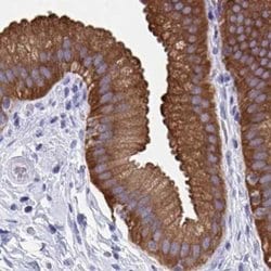 Invitrogen HGD Polyclonal Antibody 100 &mu;L; Unconjugated:Antibodies,