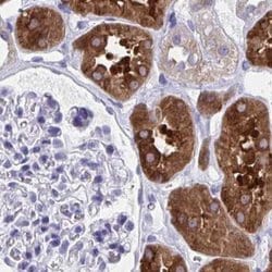 Invitrogen HGD Polyclonal Antibody 100 &mu;L; Unconjugated:Antibodies,