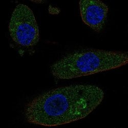 Invitrogen HGD Polyclonal Antibody 100 &mu;L; Unconjugated:Antibodies,