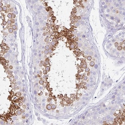Invitrogen TRAF4 Polyclonal Antibody 100 &mu;L; Unconjugated:Antibodies,
