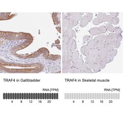 Invitrogen TRAF4 Polyclonal Antibody 100 &mu;L; Unconjugated:Antibodies,