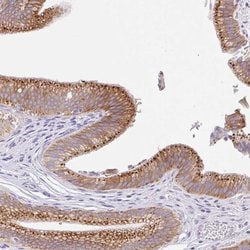 Invitrogen TRAF4 Polyclonal Antibody 100 &mu;L; Unconjugated:Antibodies,