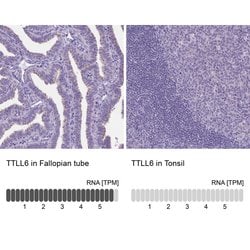 Invitrogen TTLL6 Polyclonal Antibody 100 &mu;L; Unconjugated:Antibodies,