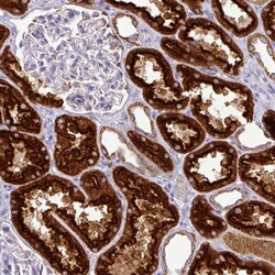 Invitrogen TRAPPC1 Polyclonal Antibody 100 &mu;L; Unconjugated:Antibodies,