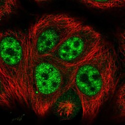 Invitrogen SRGAP1 Polyclonal Antibody 100 &mu;L; Unconjugated:Antibodies,