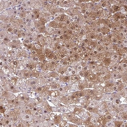 Invitrogen SRGAP1 Polyclonal Antibody 100 &mu;L; Unconjugated:Antibodies,