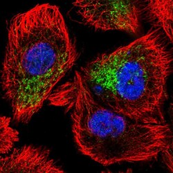 Invitrogen ZNF615 Polyclonal Antibody 100 &mu;L; Unconjugated:Antibodies,