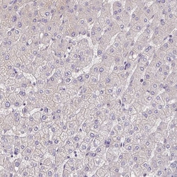 Invitrogen C4orf48 Polyclonal Antibody 100 &mu;L; Unconjugated:Antibodies,