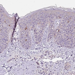 Invitrogen C4orf48 Polyclonal Antibody 100 &mu;L; Unconjugated:Antibodies,