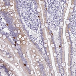 Invitrogen PRAP1 Polyclonal Antibody 100 &mu;L; Unconjugated:Antibodies,