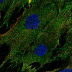 Nidogen 2 Polyclonal Antibody, Invitrogen 100 &mu;L; Unconjugated:Antibodies,