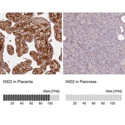 Nidogen 2 Polyclonal Antibody, Invitrogen 100 &mu;L; Unconjugated:Antibodies,