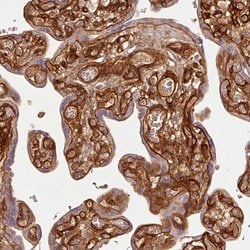 Nidogen 2 Polyclonal Antibody, Invitrogen 100 &mu;L; Unconjugated:Antibodies,
