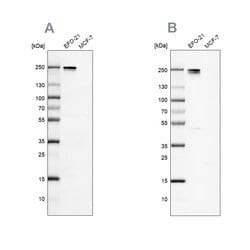 Nidogen 2 Polyclonal Antibody, Invitrogen 100 &mu;L; Unconjugated:Antibodies,