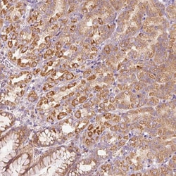 Invitrogen MAP10 Polyclonal Antibody 100 &mu;L; Unconjugated:Antibodies,