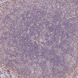 XAGE2 Polyclonal Antibody:Antibodies, Polyclonal