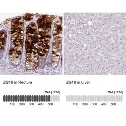 Invitrogen ZG16 Polyclonal Antibody 100 &mu;L; Unconjugated:Antibodies,