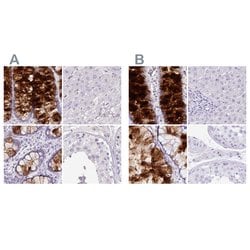 Invitrogen ZG16 Polyclonal Antibody 100 &mu;L; Unconjugated:Antibodies,