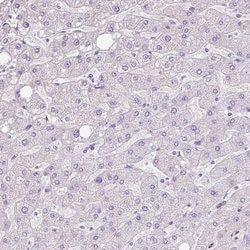 Invitrogen ZG16 Polyclonal Antibody 100 &mu;L; Unconjugated:Antibodies,