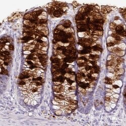 Invitrogen ZG16 Polyclonal Antibody 100 &mu;L; Unconjugated:Antibodies,