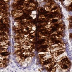 Invitrogen ZG16 Polyclonal Antibody 100 &mu;L; Unconjugated:Antibodies,