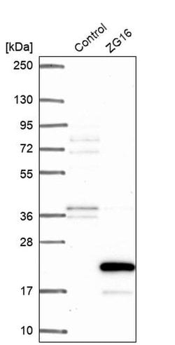 Invitrogen ZG16 Polyclonal Antibody 100 &mu;L; Unconjugated:Antibodies,