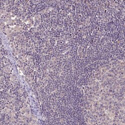 Invitrogen RPL38 Polyclonal Antibody 100 &mu;L; Unconjugated:Antibodies,