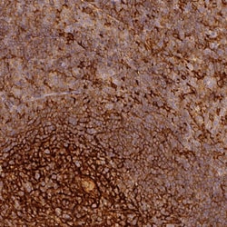 Invitrogen TMEM42 Polyclonal Antibody 100 &mu;L; Unconjugated:Antibodies,