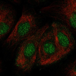 Invitrogen ZNF319 Polyclonal Antibody 100 &mu;L; Unconjugated:Antibodies,