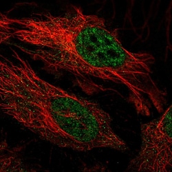 Invitrogen FBXO34 Polyclonal Antibody 100 &mu;L; Unconjugated:Antibodies,