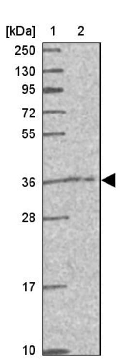 Invitrogen CAMLG Polyclonal Antibody 100 &mu;L; Unconjugated:Antibodies,