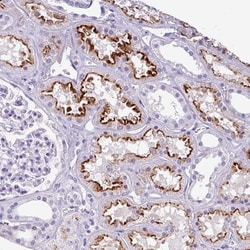 KIAA2013 Polyclonal Antibody:Antibodies, Polyclonal