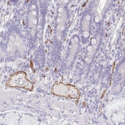 Invitrogen EHD4 Polyclonal Antibody 100 &mu;L; Unconjugated:Antibodies,