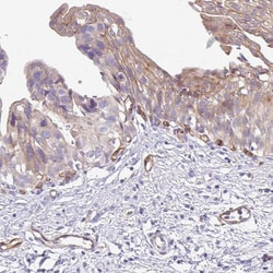 Invitrogen EHD4 Polyclonal Antibody 100 &mu;L; Unconjugated:Antibodies,
