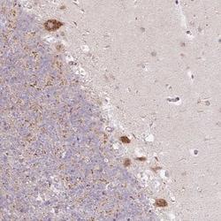 Invitrogen MLX Polyclonal Antibody 100 &mu;L; Unconjugated:Antibodies,