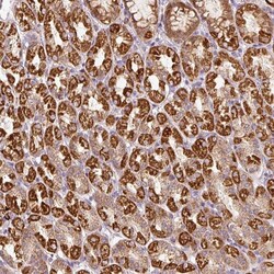 FAM78B Polyclonal Antibody:Antibodies, Polyclonal