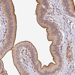 Invitrogen OR11H4 Polyclonal Antibody 100 &mu;L; Unconjugated:Antibodies,