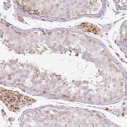 Invitrogen PAQR9 Polyclonal Antibody 100 &mu;L; Unconjugated:Antibodies,
