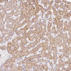 Invitrogen PAQR9 Polyclonal Antibody 100 &mu;L; Unconjugated:Antibodies,