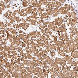 Invitrogen PAQR9 Polyclonal Antibody 100 &mu;L; Unconjugated:Antibodies,