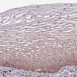 Invitrogen FAT4 Polyclonal Antibody 100 &mu;L; Unconjugated:Antibodies,