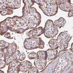 Invitrogen FAT4 Polyclonal Antibody 100 &mu;L; Unconjugated:Antibodies,