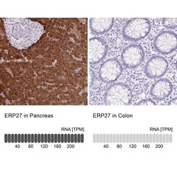Invitrogen ERP27 Polyclonal Antibody 100 &mu;L; Unconjugated:Antibodies,