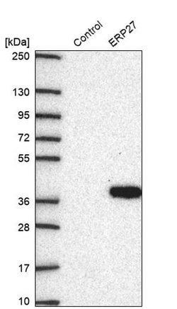 Invitrogen ERP27 Polyclonal Antibody 100 &mu;L; Unconjugated:Antibodies,